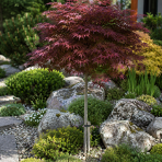 Javor dlaňolistý (Acer Palmatum) ‘Shaina’ - výška 80-100 cm, kont.C4L - NA KMIENKU